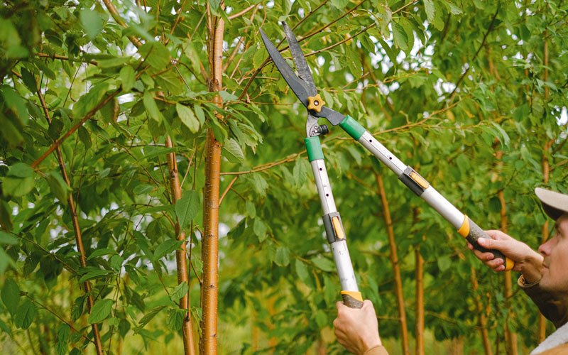 Tree trimming in Elk Horn, KY