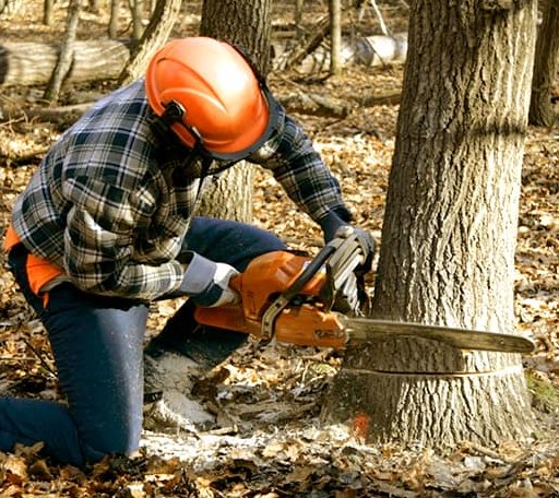 Tree Removal in Elk Horn, KY